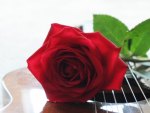 Red Rose