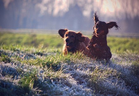 Dachshunds joy - pet, running, dachshund, joy