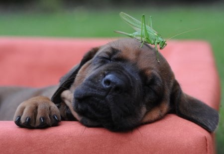 Deep sleep - sleeping, puppy, adorable, pet, grasshopper, cute