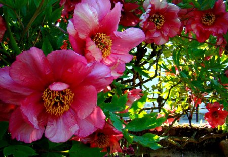 BEAUTIFUL SPRING - roses, pivoines, flowers, spring, branch, branche