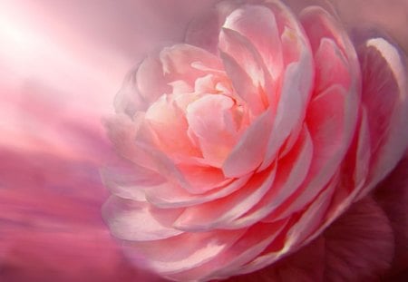 Peony painting - painting, art, pink, peony, flower