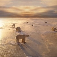 Polar bears on ice