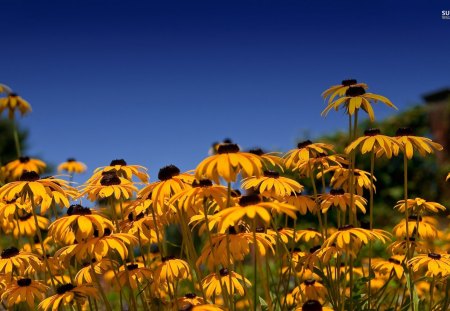 Black-eyed Susan Flowers - sky, black-eyed susan, rudbeckia hirta, lovely, spring, nature, petals, flowers, daisies