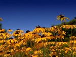 Black-eyed Susan Flowers