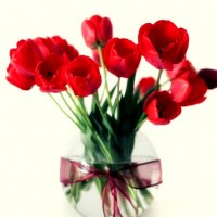 RED TULIPS