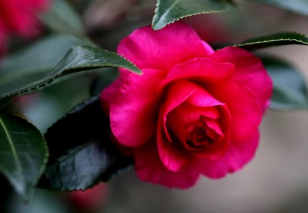 PINK ROSE - blossom, spring, pink, rose