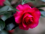 PINK ROSE