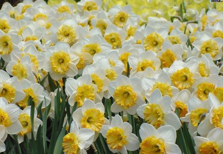 narcissus field - field, narcissus, flower, spring