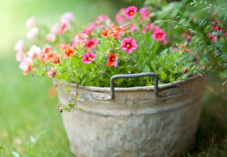 * Fresh Spring Flowers *