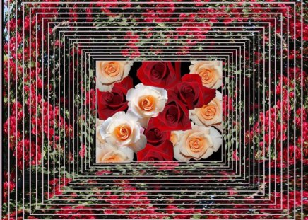 ~Frame of Roses~ - flower, roses, nature, petal