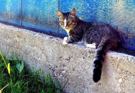 Cat - sleepy, cute, beautiful, cat, sleeping, kitty, cats, hat, cat face, paws, face, animals, pretty, beauty, sweet, kitten, lovely