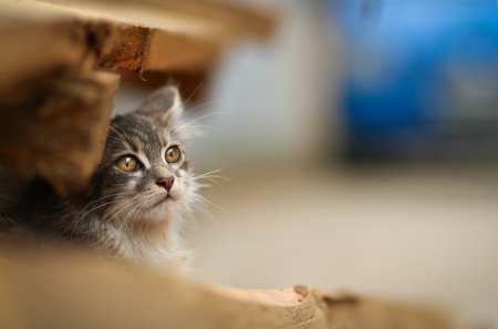 Cat - sleepy, cute, beautiful, cat, sleeping, kitty, cats, hat, cat face, paws, face, animals, pretty, beauty, sweet, kitten, lovely