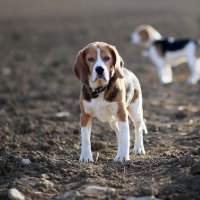 Beagle