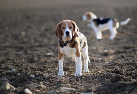 Beagle - pretty, pay, beautiful, dog face, beauty, puppies, lovely, playful dog, sweet, playful, dogs, bubbles, cute, face, puppy, animals