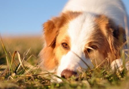 Dog - face, pretty, playful dog, cute, animals, beauty, beautiful, sweet, puppy, bubbles, playful, dogs, puppies, pay, lovely, dog face