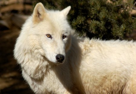 Arctic Wolf - wolfpark, white, nature, predator