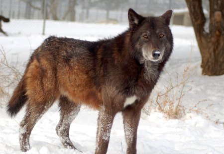 Wolf in Snow - winter, nature, predator, wolfpark