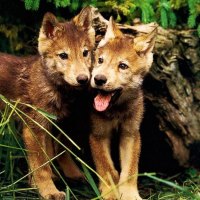 Wolf Pups