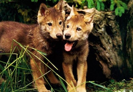 Wolf Pups - nature, wolves, predator, small