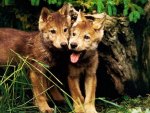 Wolf Pups