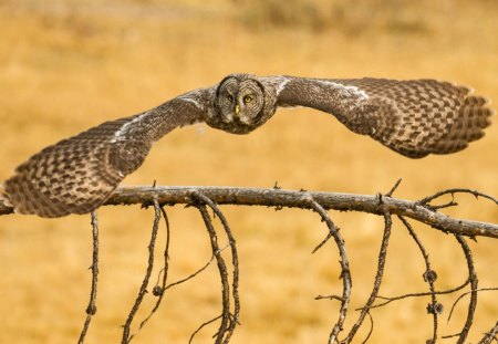 Owl In Flight - owl, bird, wild, wings