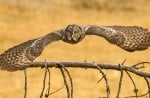 Owl In Flight