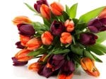 Tulip Bouquet