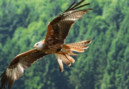 Soaring - wings, eagle, hawk, bird, beautiful