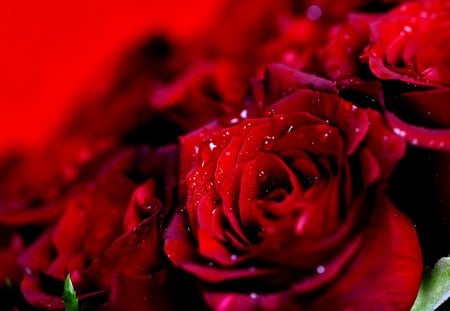 WET ROSE - roses, drop, red, many bouquet, rose, wet