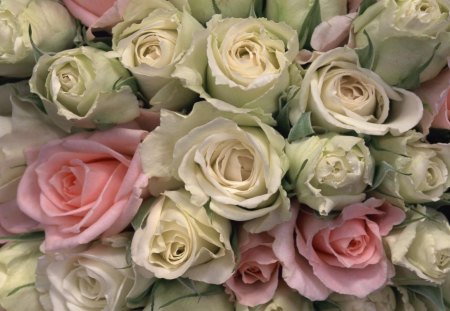 Bed of Roses - flowers, pretty, roses, white, beautiful, pink