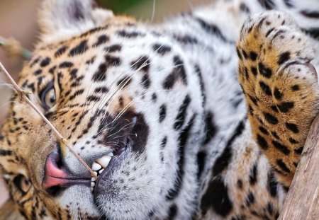 Leopard - sleepy, cute, beautiful, cat, sleeping, kitty, cats, hat, cat face, paws, face, animals, pretty, beauty, sweet, kitten, lovely