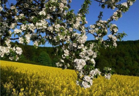 Spring Blossoms - nature, flowers, blossoms, spring