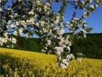 Spring Blossoms