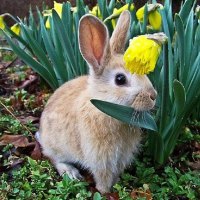 Easter Bunny