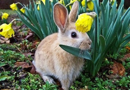 Easter Bunny - easter, bunny, rodent, animals