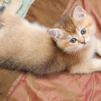 cute kitty