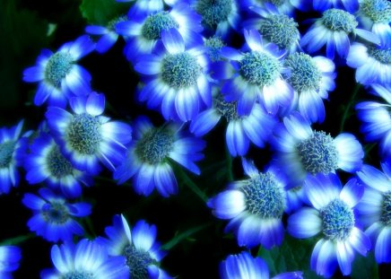 BLUE FLOWERS - nature, bright, pretty, blue, flowers, lovely