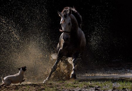 Teasing - black, dust, animal, water, green, dog, teasing, horse