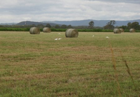 Green fields and bales of barley. - grass, photography, bales, fields