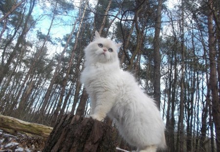 Carisma the Forest Cat - Cat, Carisma, tree, sky, forerst