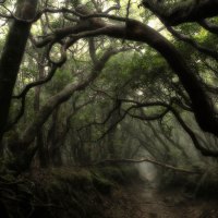 Misty dark forest