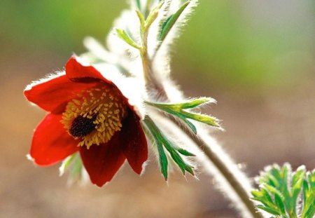 Anemone patens - red, flower, black, anemone patens, yellow, nature, green