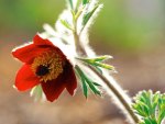 Anemone patens