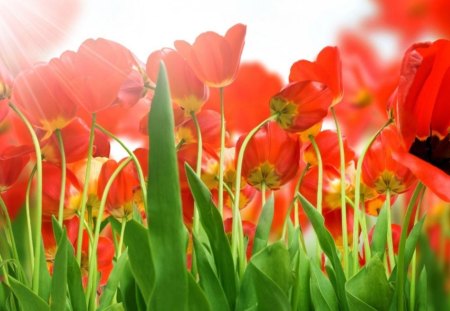 Field of Poppies - flowers, pretty, poppies, nature, field, orange