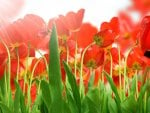 Field of Poppies