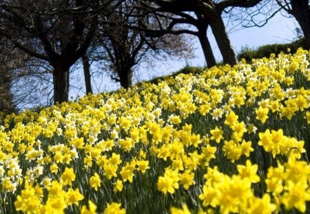 Meadow of Daffodills - pretty, yellow, beautiful, meadow, flowers, daffodills