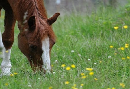 Just Simply Grazing - flower, animals, grass, horses, white, brown, field, wild, green