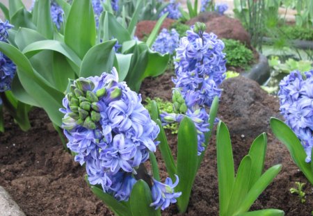 seasonal celebrations with flowers 11 - garden, soil, brown, flowers, photography, hyacinths, blue, green