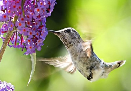 Taking the Flowers Necture - birds, summer, flower, orange, fast, nature, purple, wings, beak, hummingbird, day, animals