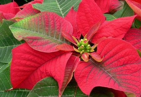 Poinsettia - christmas, poinsettia, flower, green